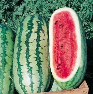 Tipos de Melancia Nomes E Variedades Da Fruta