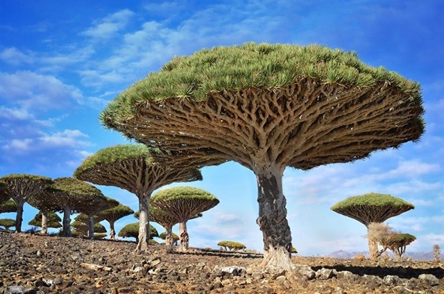 Árvore Sequoia é Gimnosperma?