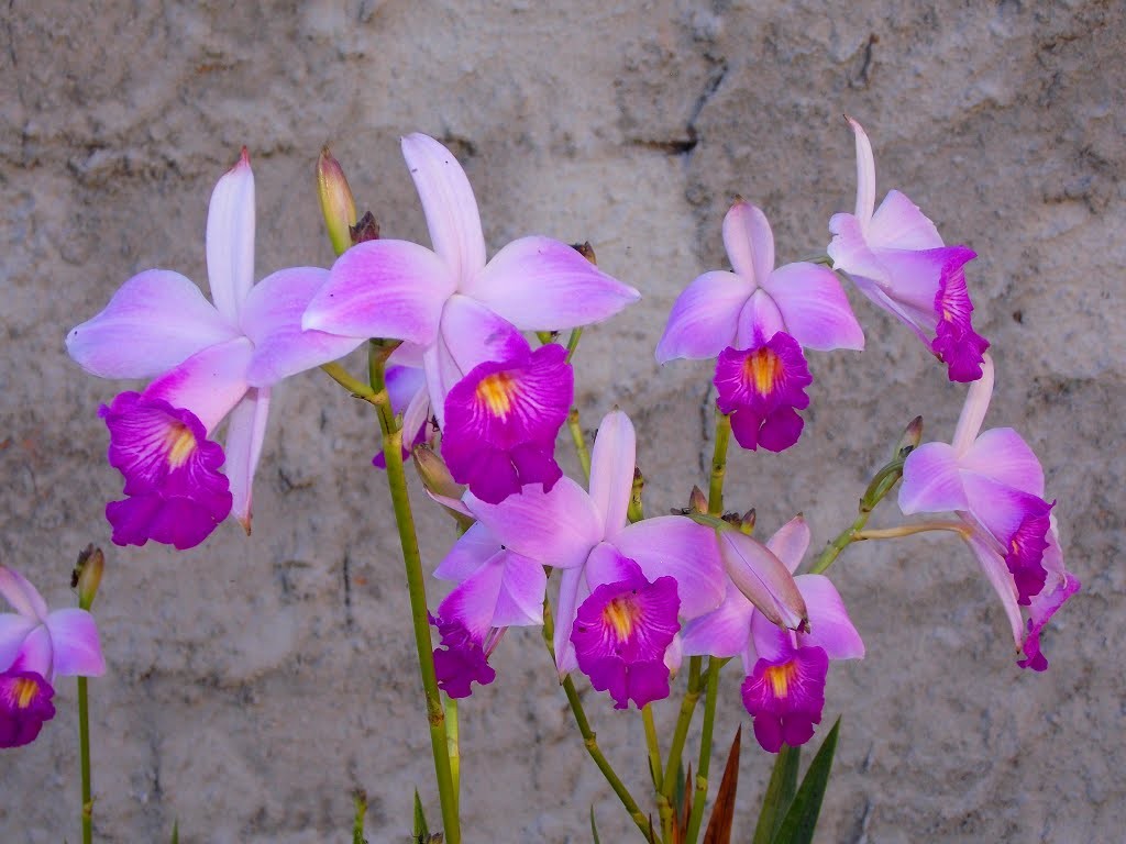 Tipos de Orquídeas Terrestres com Fotos