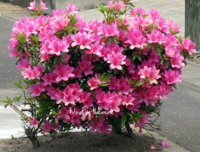Azaleia Flor Como Cultivar, Florescer e Fazer Mudas