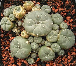 Lista de Cactos Alucinógenos Brasileiros