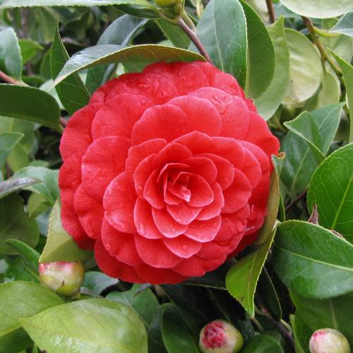 Camellia Japonica: Fotos, Características e Como Cuidar