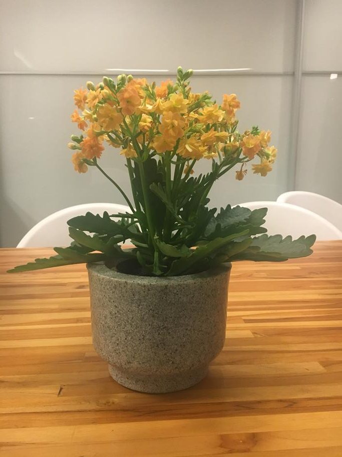 Como Cuidar de Crisântemo em Apartamento: Dicas de Cultivo