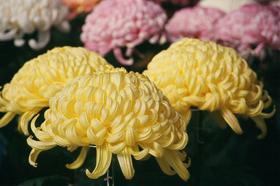Crisântemo Bola Belga: Características da Flor, Como Cuidar e Fotos