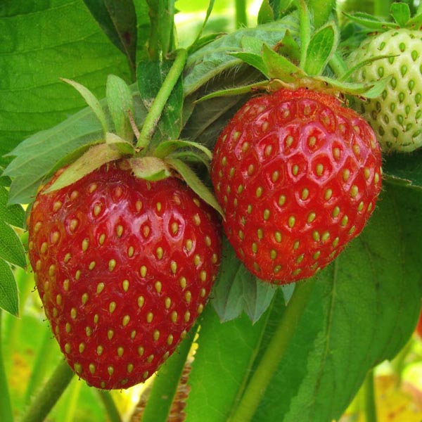 Morango Variedade Diamante: Características, Mudas e Nome Cientifico