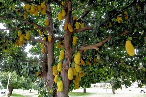Jaqueira: Flor, Folha, Raiz, Madeira, Morfologia e Nome Científico