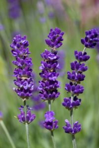 Lavandin e Lavanda: Qual a Diferença Entre Elas?