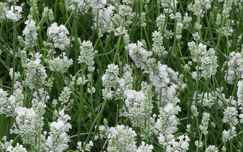 Alfazema Flor Branca: Características, Nome Cientifico e Fotos
