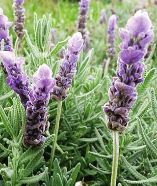 Como Plantar Lavanda em Vaso Pequeno? E Como Podar? O Cultivo?