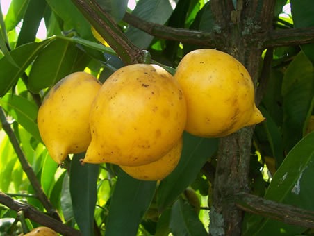 Como Fazer Muda de Mangostão Amarelo