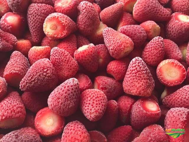 Morango – Variedade Estiva mg: Características, Mudas e Nome Científico