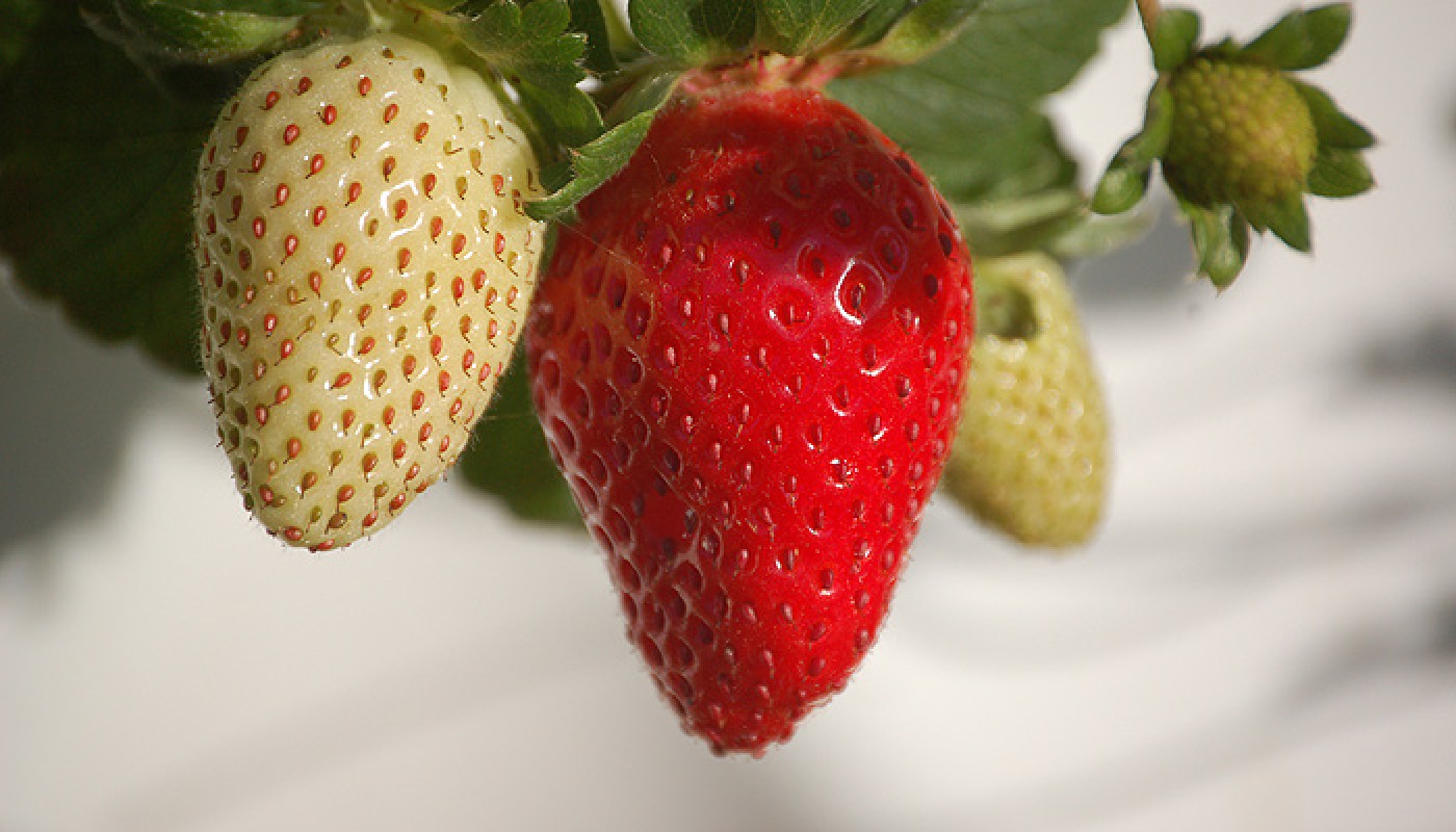 Morango Variedade Ventana: Características, Mudas e Nome Cientifico