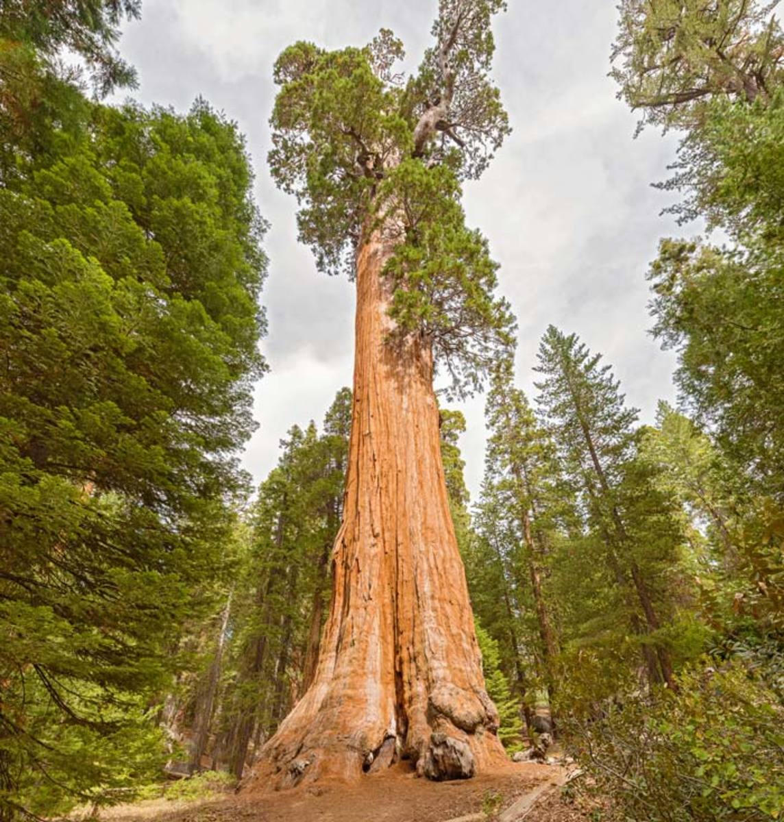 Ciclo De Vida Da Sequoia E Tamanho Da Árvore