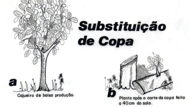 Substituição Da Copa Do Cajueiro: Como Fazer