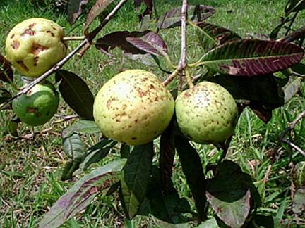 Araçá do Cerrado: Pé, Características, Benefícios e Nome Científico