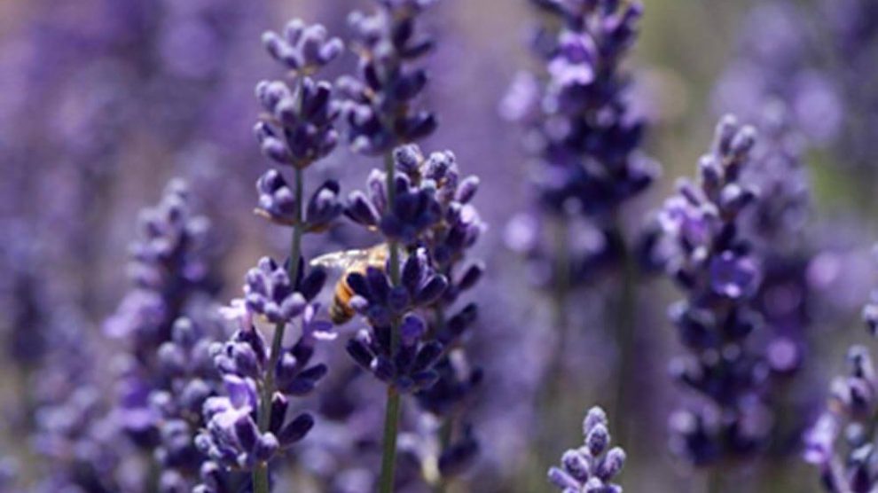 Curiosidades Sobre a Alfazema e Fatos Interessantes da Planta
