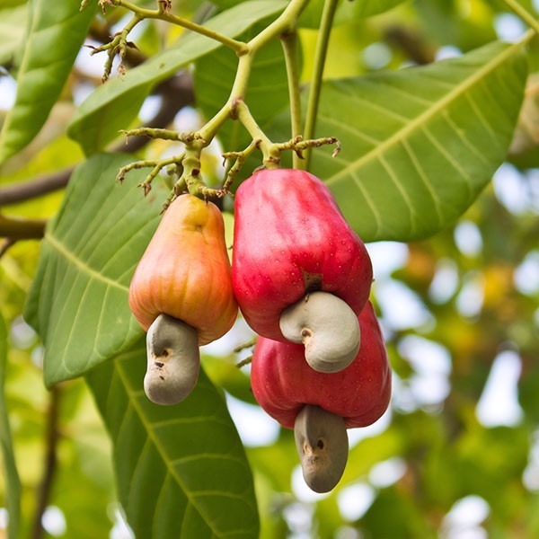Cajueiro Anacardium: Características, Nome Científico e Fotos