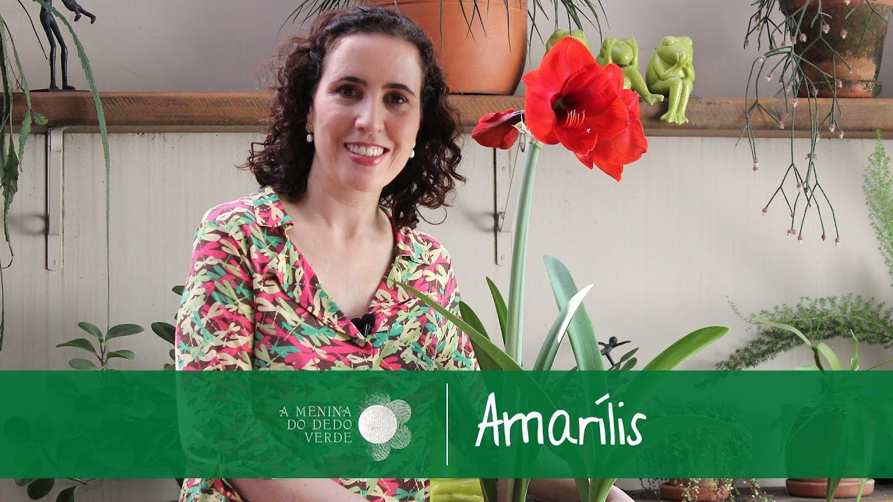 Como Fazer Amarílis Dar Flor? Como Fazer Substrato Pra Ela?