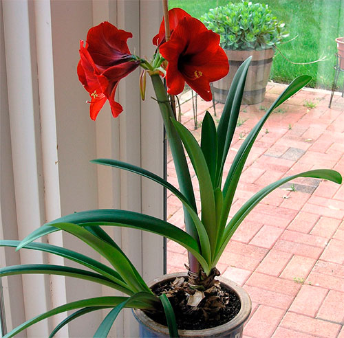 Origem da Flor Amarilis e História da Planta