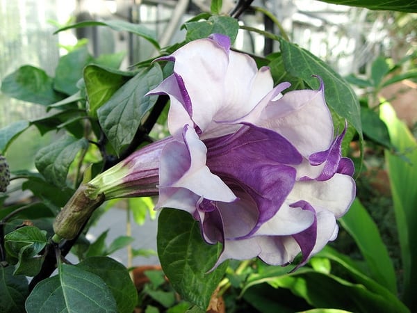 Flor Trombeta Roxa: Para Que Serve? É Venenosa?