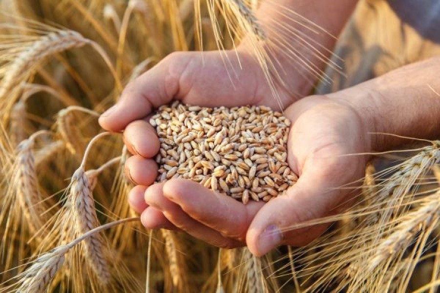 Importância Da Farinha De Trigo Para a Saúde E Economia