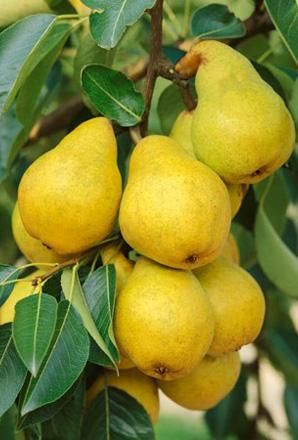 Meu Pé de Pera Não Produz: O Que Fazer Para Dar Frutos?
