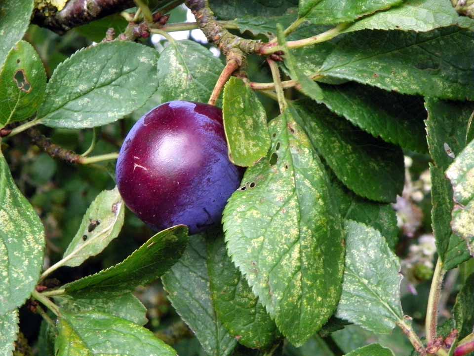 História da Ameixa e Origem da Fruta