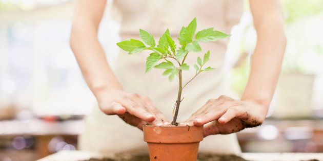 Troquei a Planta de Vaso e Ela Murchou… O que Fazer?