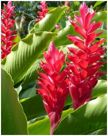 Flor Alpínia: Como Plantar, Fazer Muda, Podar, Regar e Cuidar