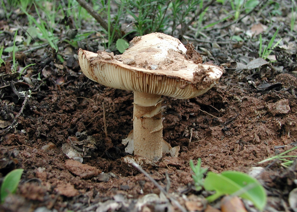 Tipos de Cogumelos: Especies com Nomes, Benefícios e Fotos