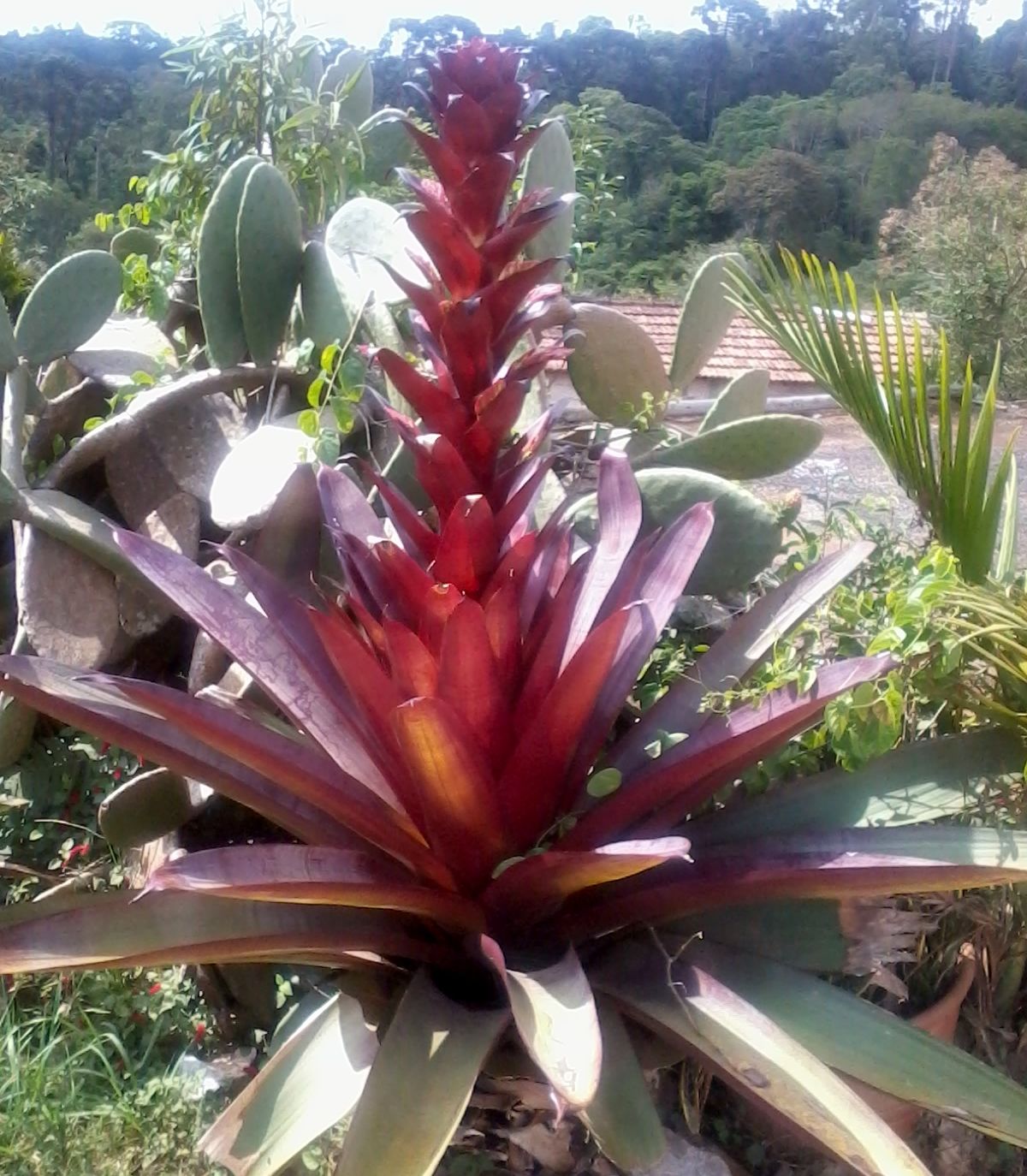 Bromélia Imperial: Fotos, Características, Flores e Nome Cientifico