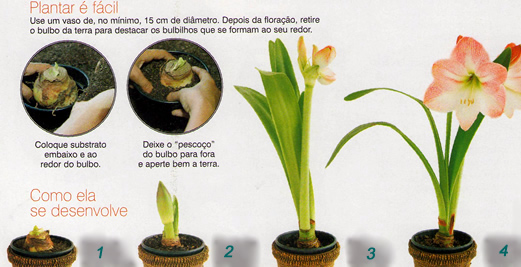 Como Guardar Bulbos de Amarílis? Como Conservar?