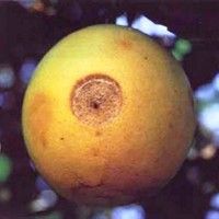 Bicho da Romã: Tipos de Fungos e Larvas que Atacam a Fruta