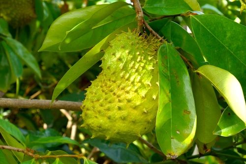 Tipos De Graviola Fruta: Características E Variedades Com Fotos