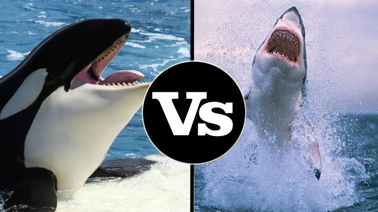 Orca e Tubarão Branco