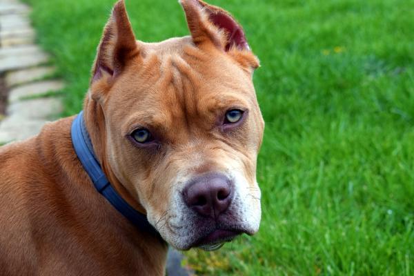 Pit Bull Fotografado de Frente