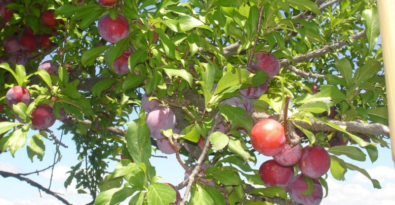 Meu Pé de Ameixa Não Dá Fruto: O Que Fazer?