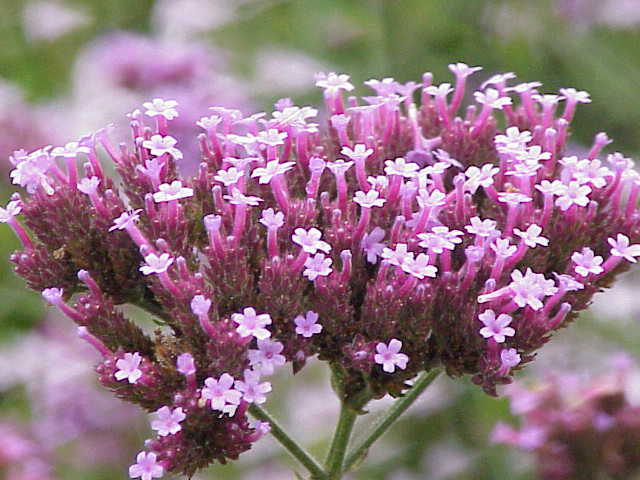 Top 10 Flores Mais Resistentes ao Frio e Calor Para Cultivar