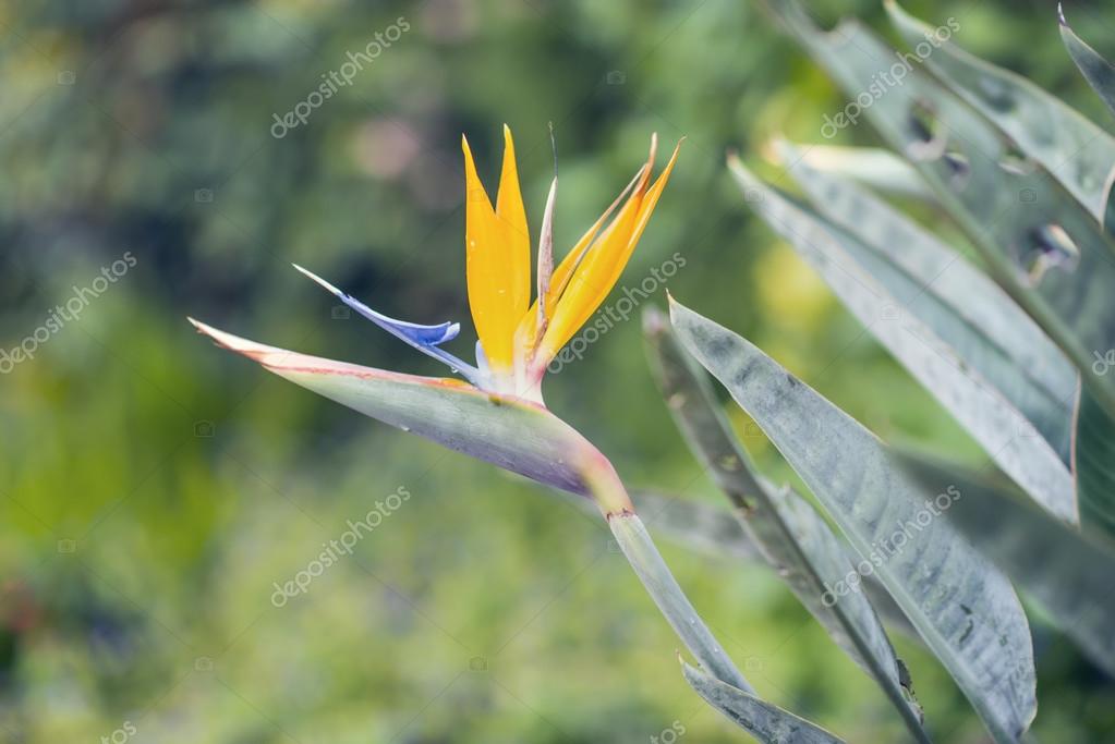 História da Flor Ave do Paraíso, Origem da Flor e Fotos