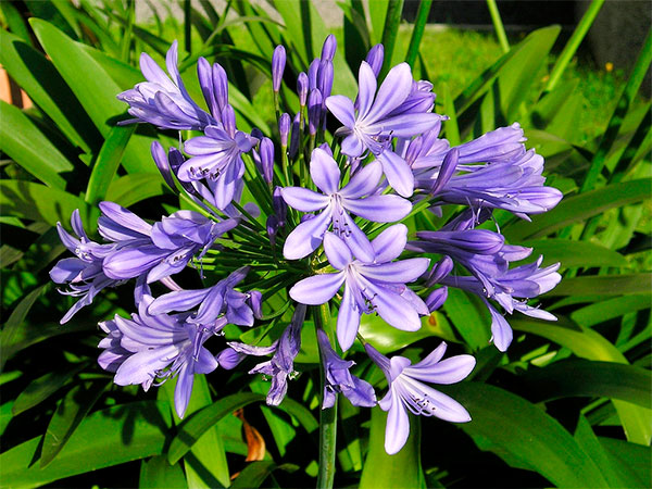 História da Flor Agapanto, Significado e Origem da Flor