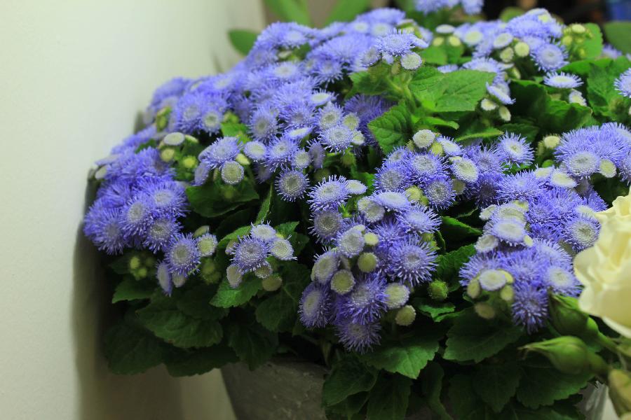 Agerato: Para Que Serve? Quais Benefícios o Ageratum Pode Trazer?