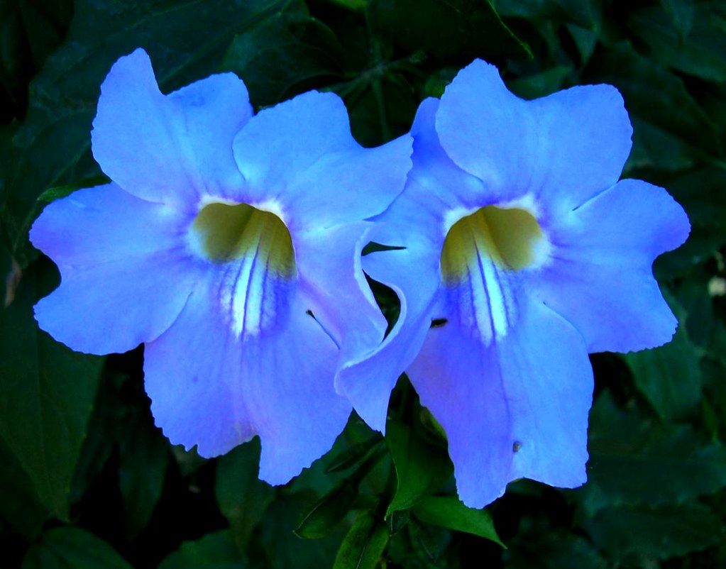 Alamanda Azul: Nome Científico, Cuidados com a Flor e Fotos
