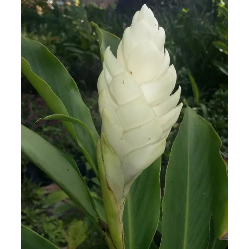 Alpinia Branca: Características, Nome Cientifico, Cuidados e Fotos