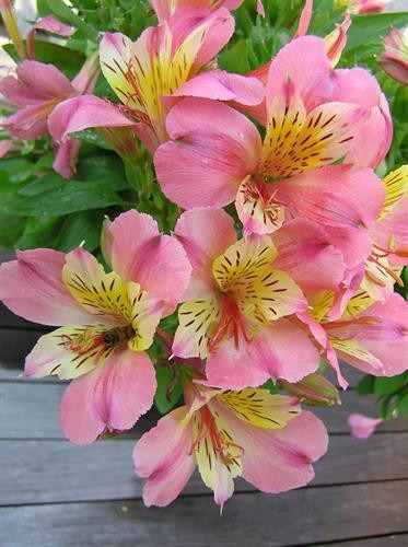 Flor Astromélia Rosa: Características, Cultivo, Nome Científico e Fotos