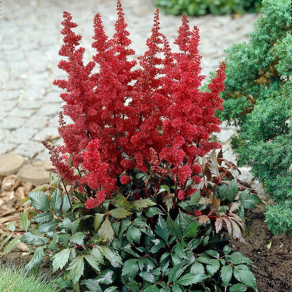 Astilbe: Como Plantar, Como Cultivar, Fazer Mudas E Cuidados