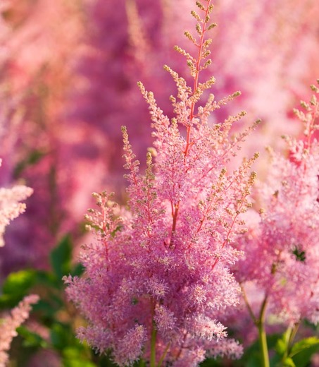 Astilbe Curiosidades e Fatos Interessantes Sobre a Flor