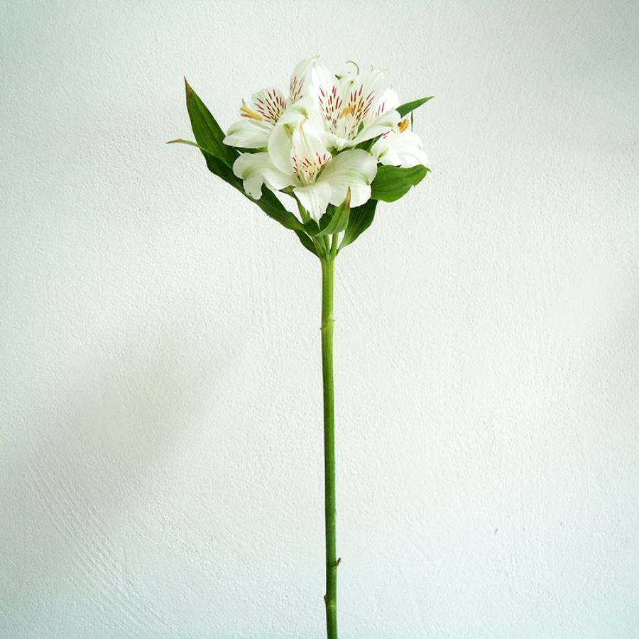 Cultivo da Astromélia no Brasil como Flor de Corte