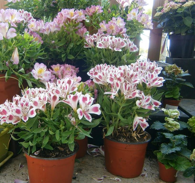 Astromélia Curiosidades e Fatos Interessantes Sobre a Flor