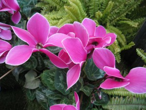 Ciclame: Significado Espiritual da Flor