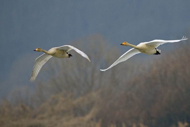 Cisnes Whooper Voando